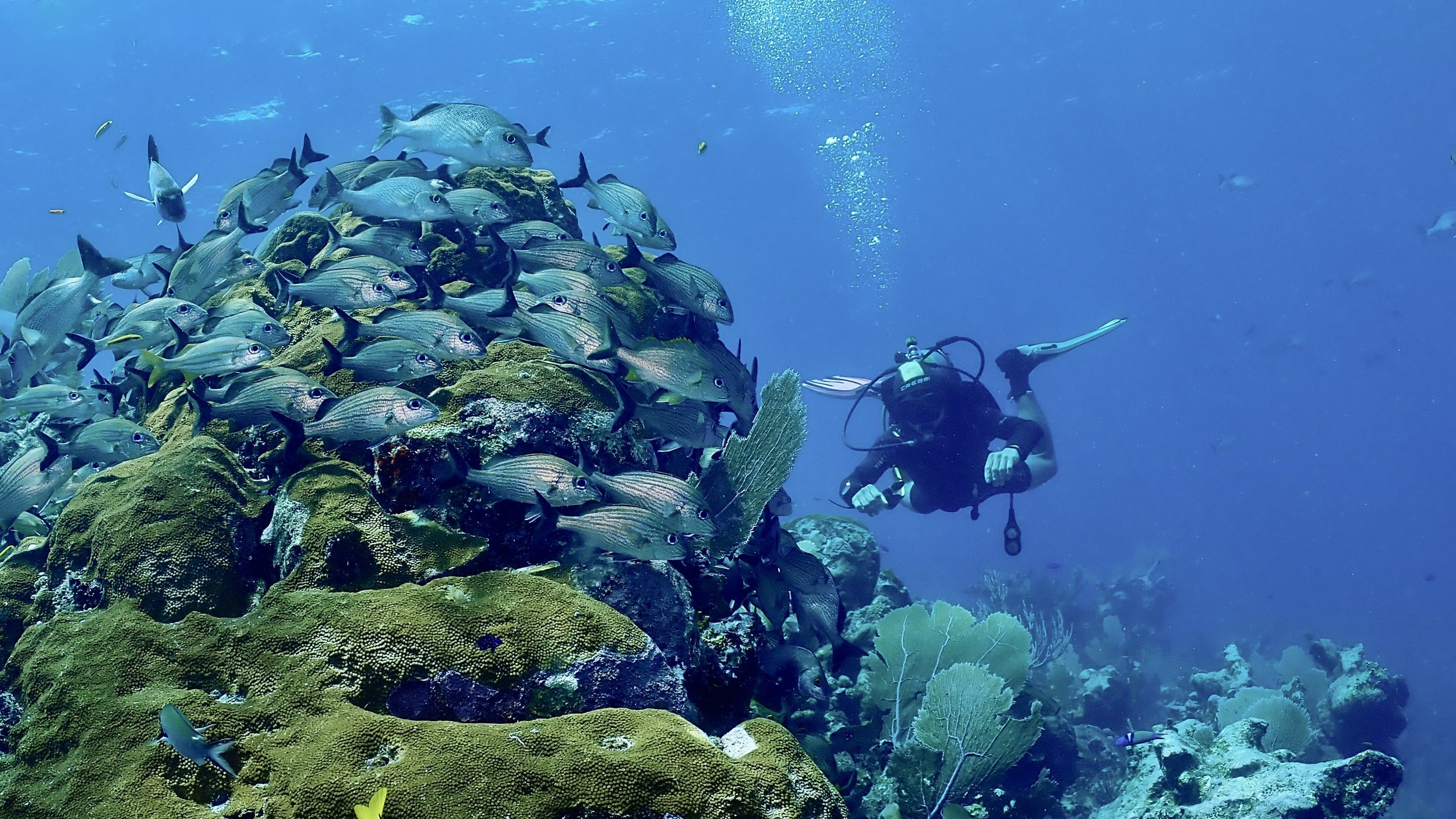 Scuba diver exploring the Mesoamerican reef in Tulum during a PADI certification course