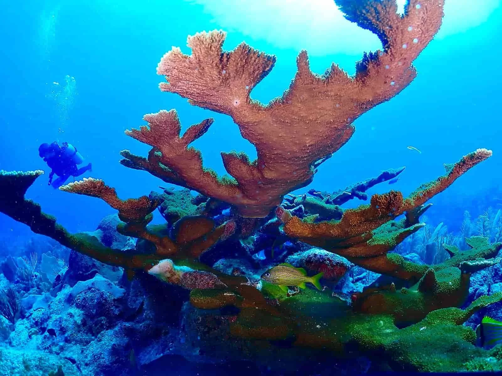 Healthy elk horn coral at tulum reef 