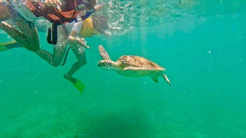 Snorkeling in Tulum 2026: Cenotes vs Reef – Which Is Right for You?