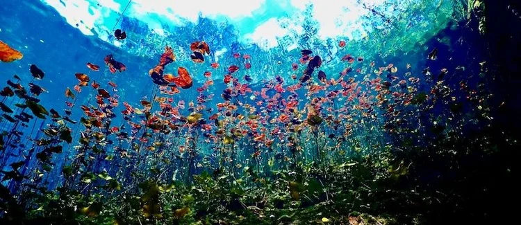 Underwater view looking up through lily pads at Nicte Ha cenote near Tulum, Mexico