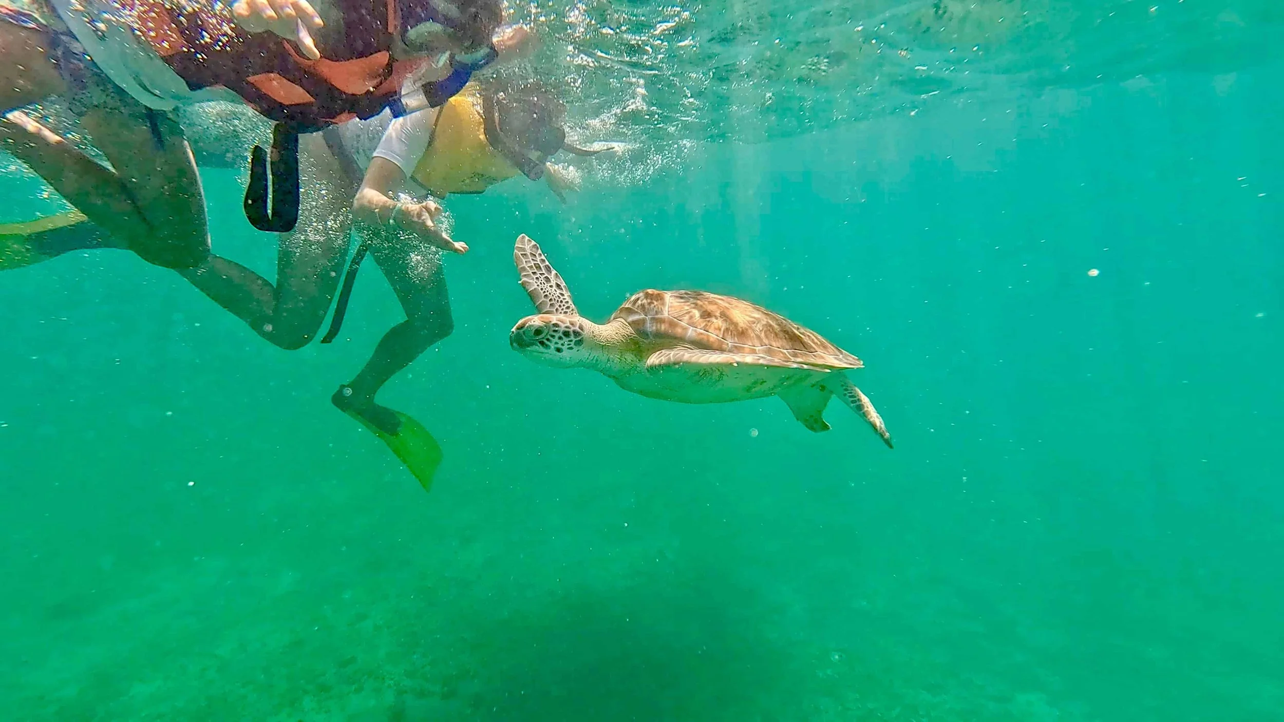family spoted a turle on a snorkeling tour in tulum with mexidivers