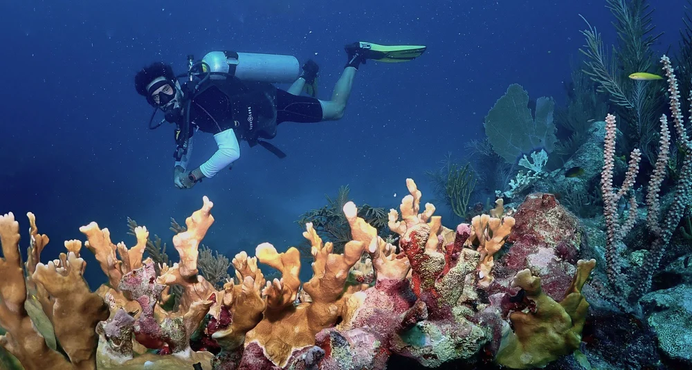 2 dives on Tulum Reef with Mexidivers