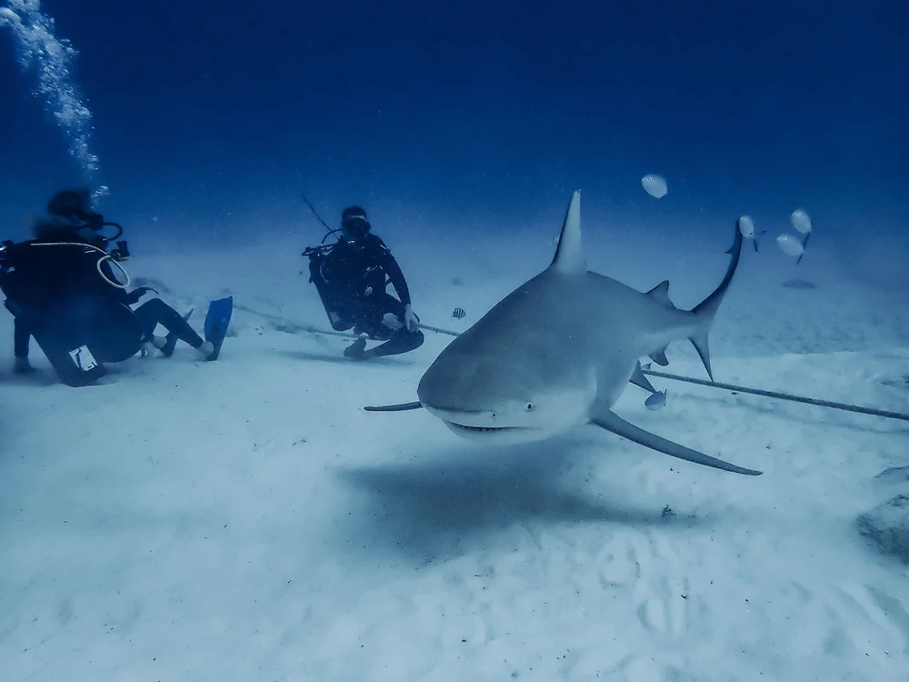 Bull Shark Diving from Tulum