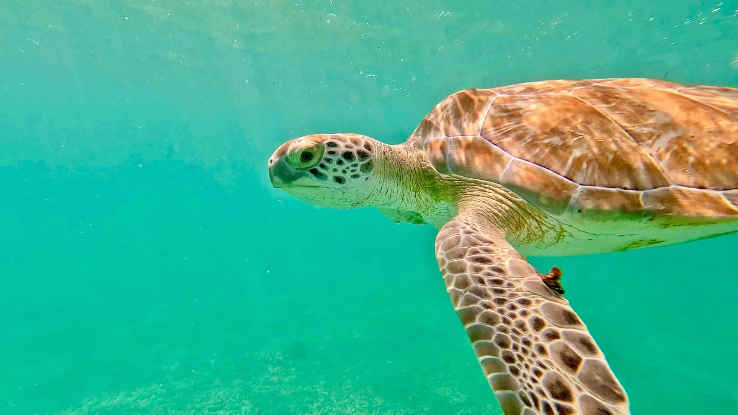 Green turtle spoted in a snorkeling tour with turtles offered by mexidivers tulum