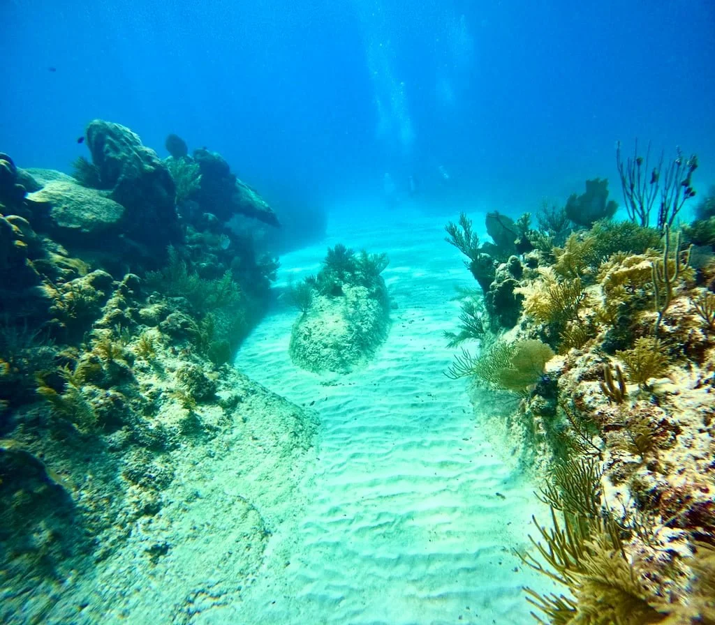 coral canyons in tulum reef 