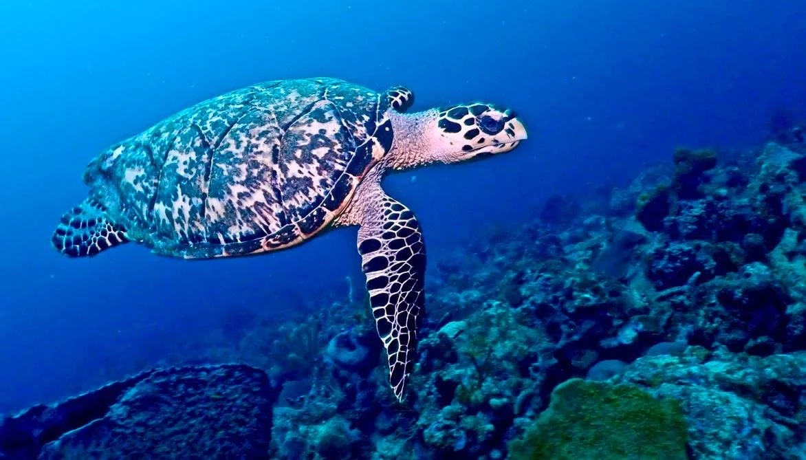 turtle gliding over the mesoamerican reef in tulum