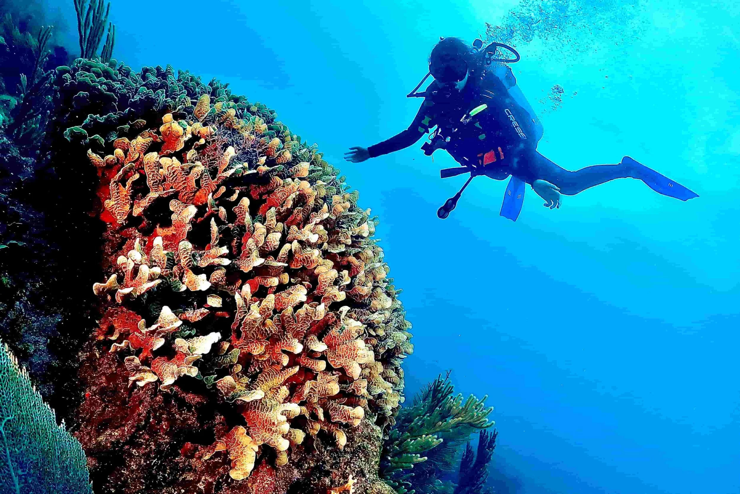 diver gliding over a reef formation in the mesoamerican barrier reef