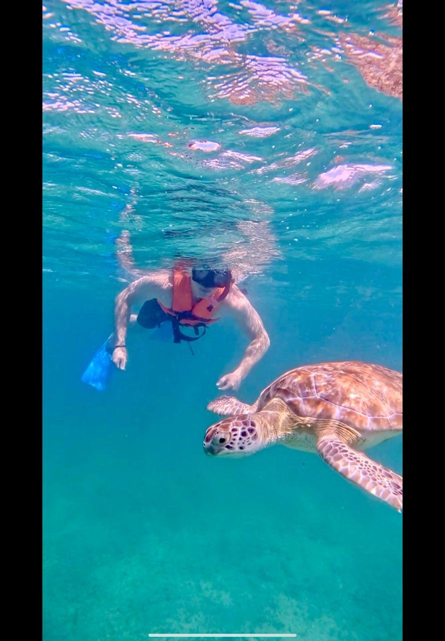 Snorkeling with turtles tulum