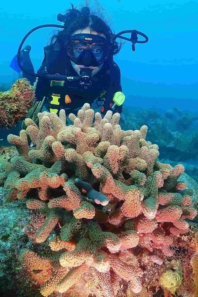 Open Water Dives at the reef in tulum