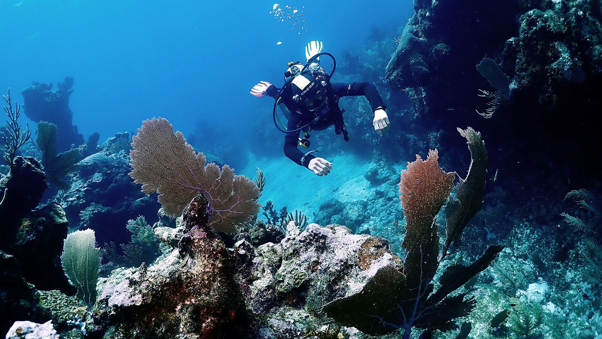 Scuba diver underwater exploring coral reef with marine life.
