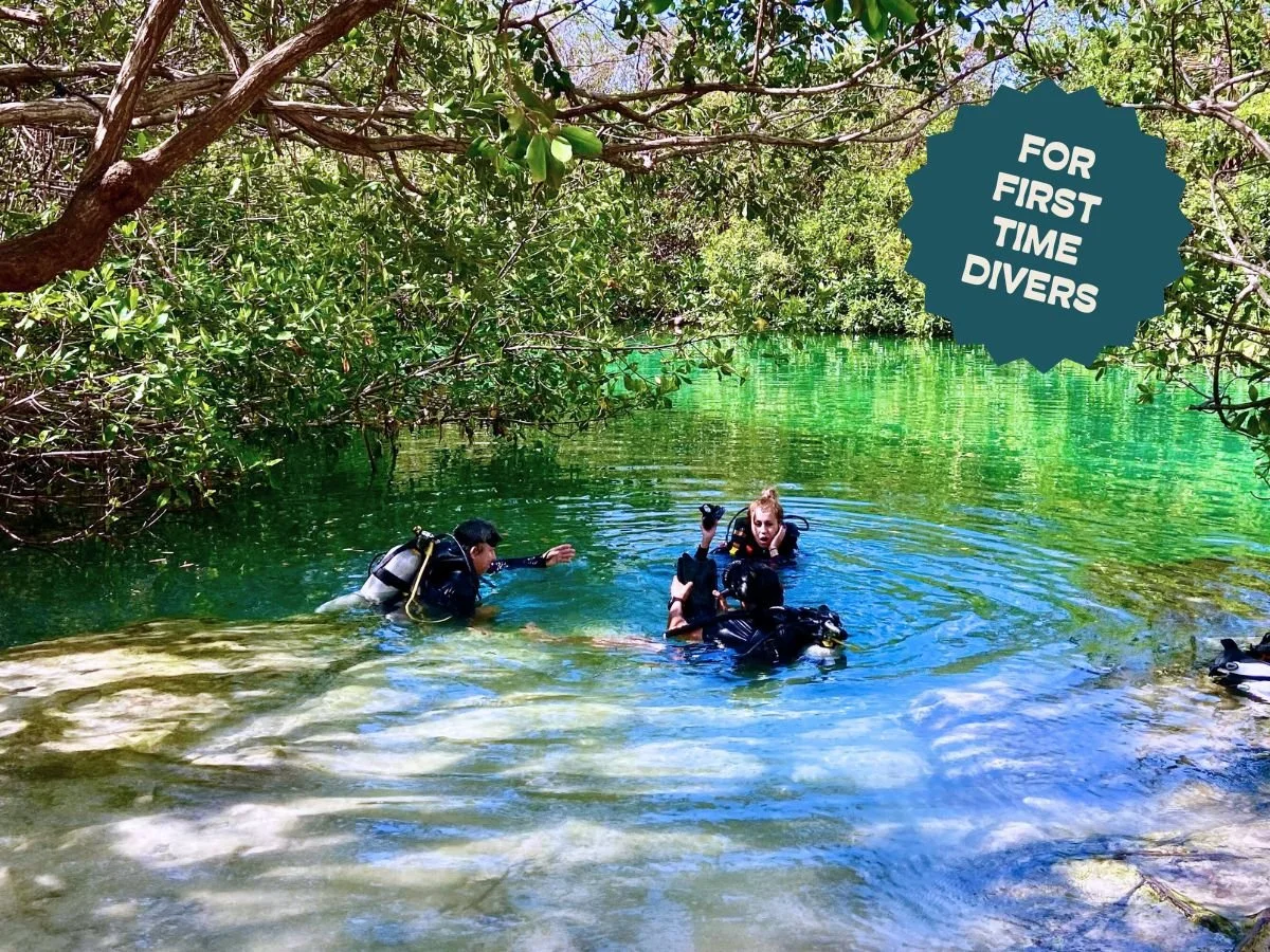 Three scuba divers in shallow clear water surrounded by green foliage, with a text overlay saying 'For First Time Divers.'