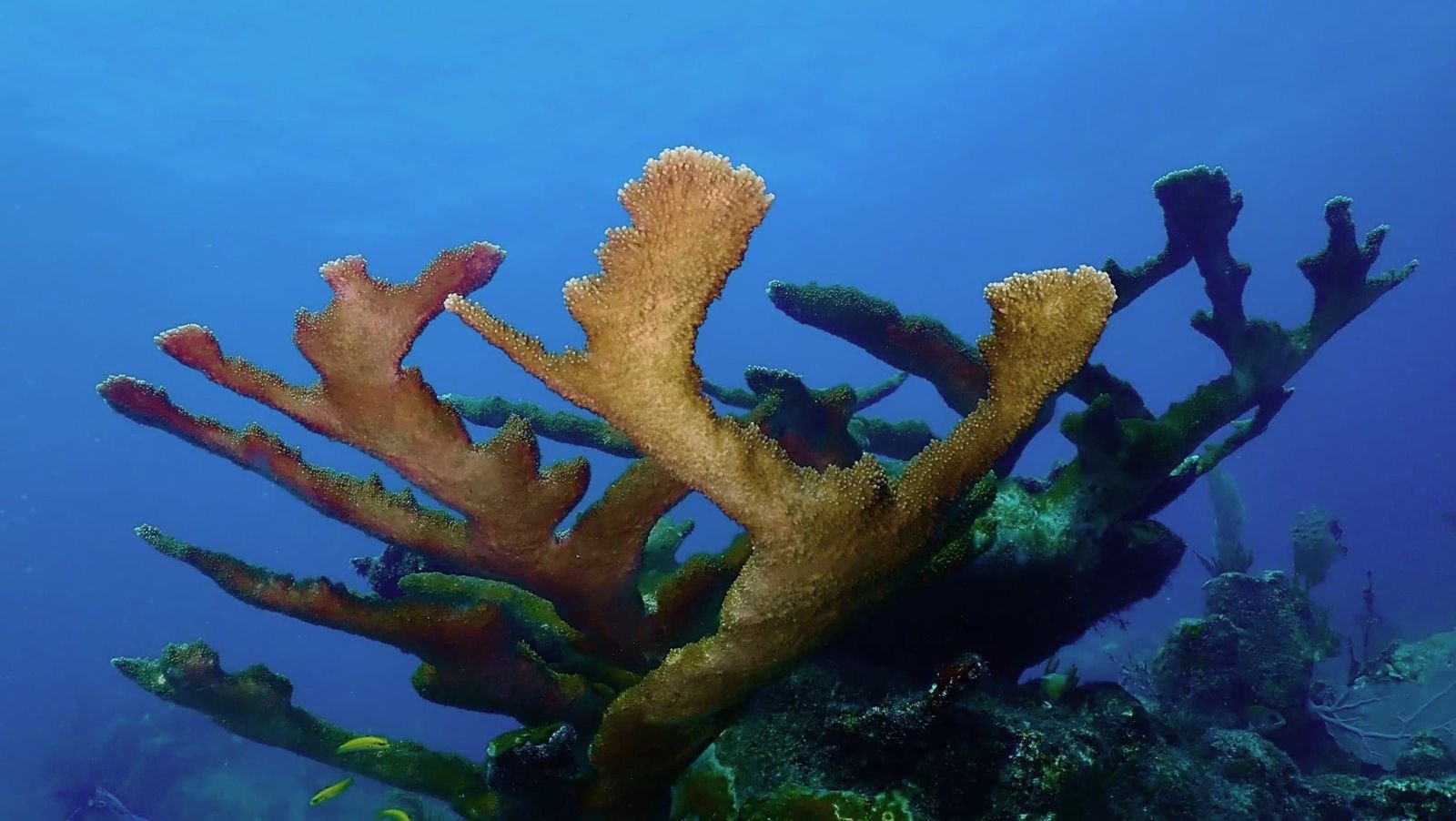 elk horn coral coral reef.jpeg