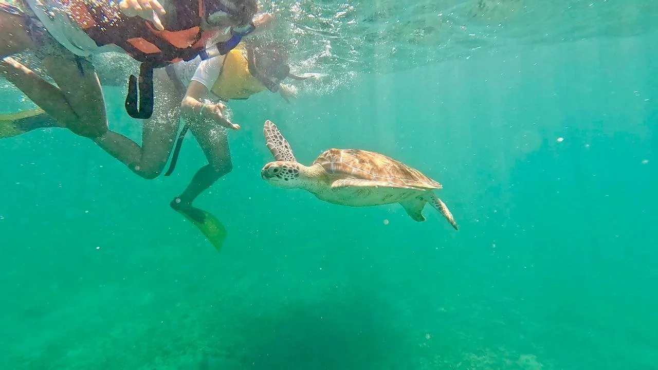 Snorkeling with turtles tulum.jpeg