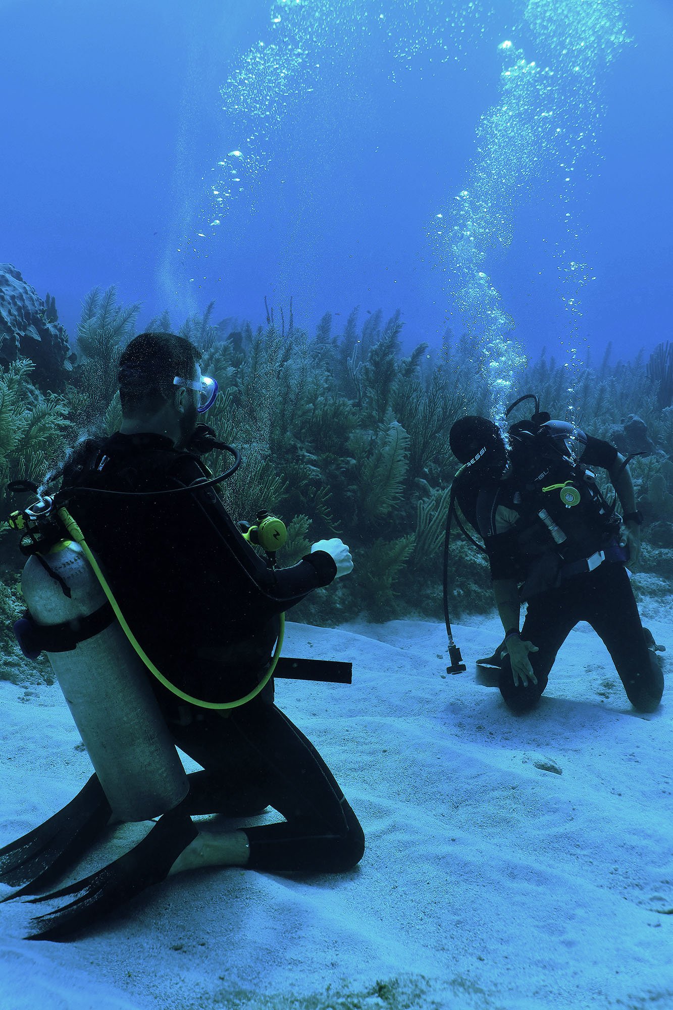 Two scuba divers underwater in a coral reef setting, surrounded by marine plants and bubbles, wearing black wetsuits and diving gear.