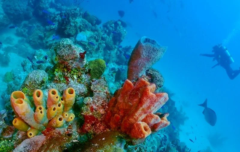 Reef Diving in Tulum sponges and hard corals