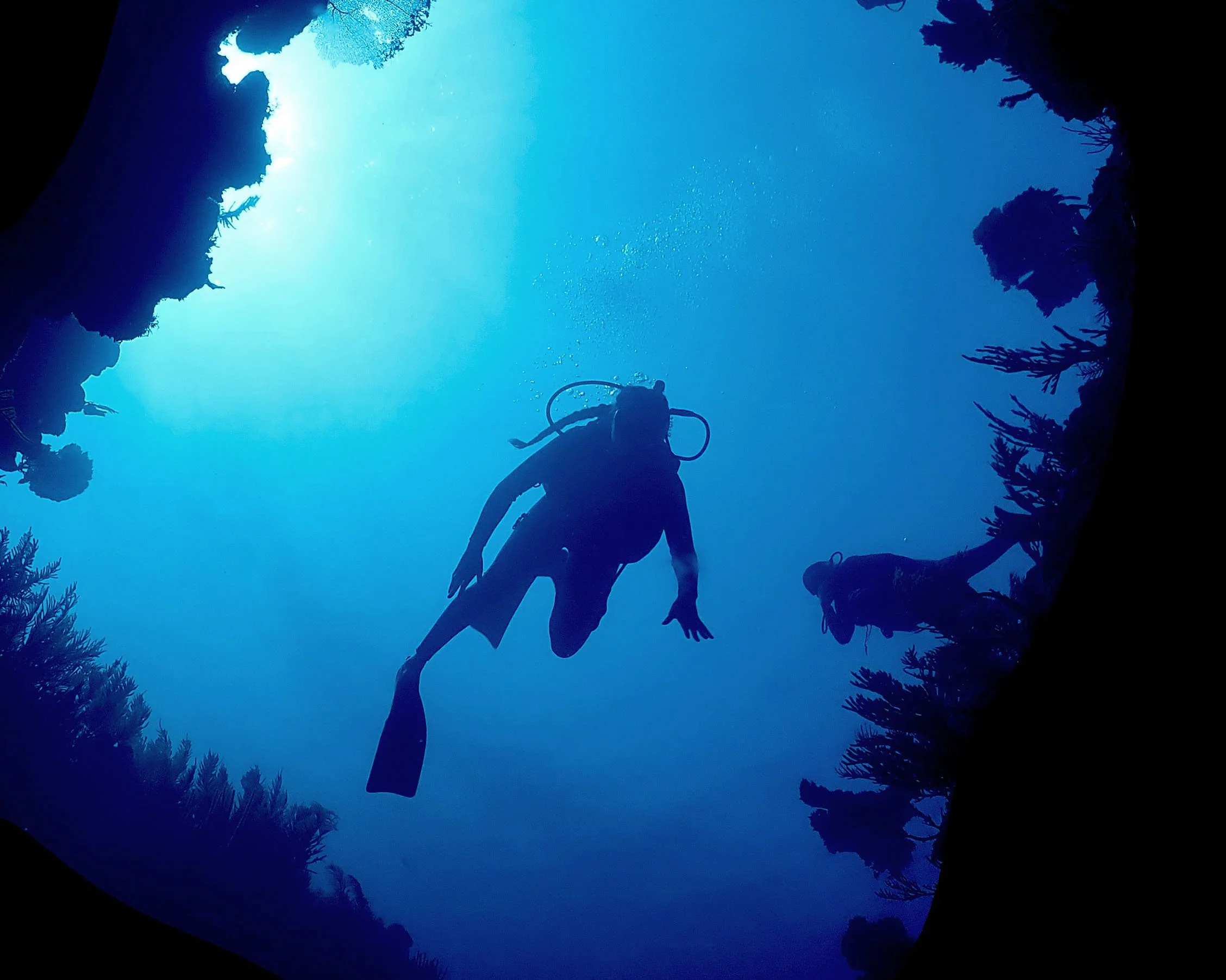 Silhouette of scuba divers underwater surrounded by coral.