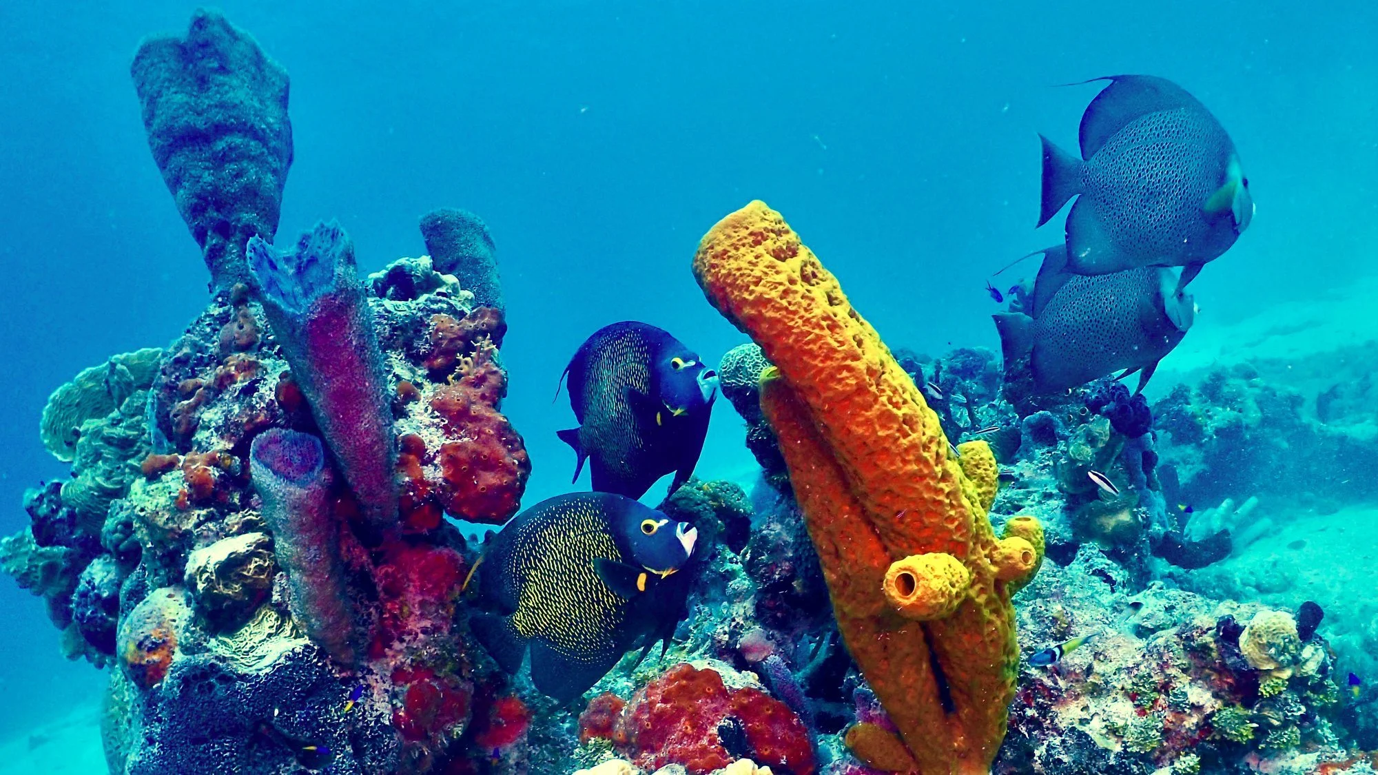 french angel fish school in tulum coral reefs
