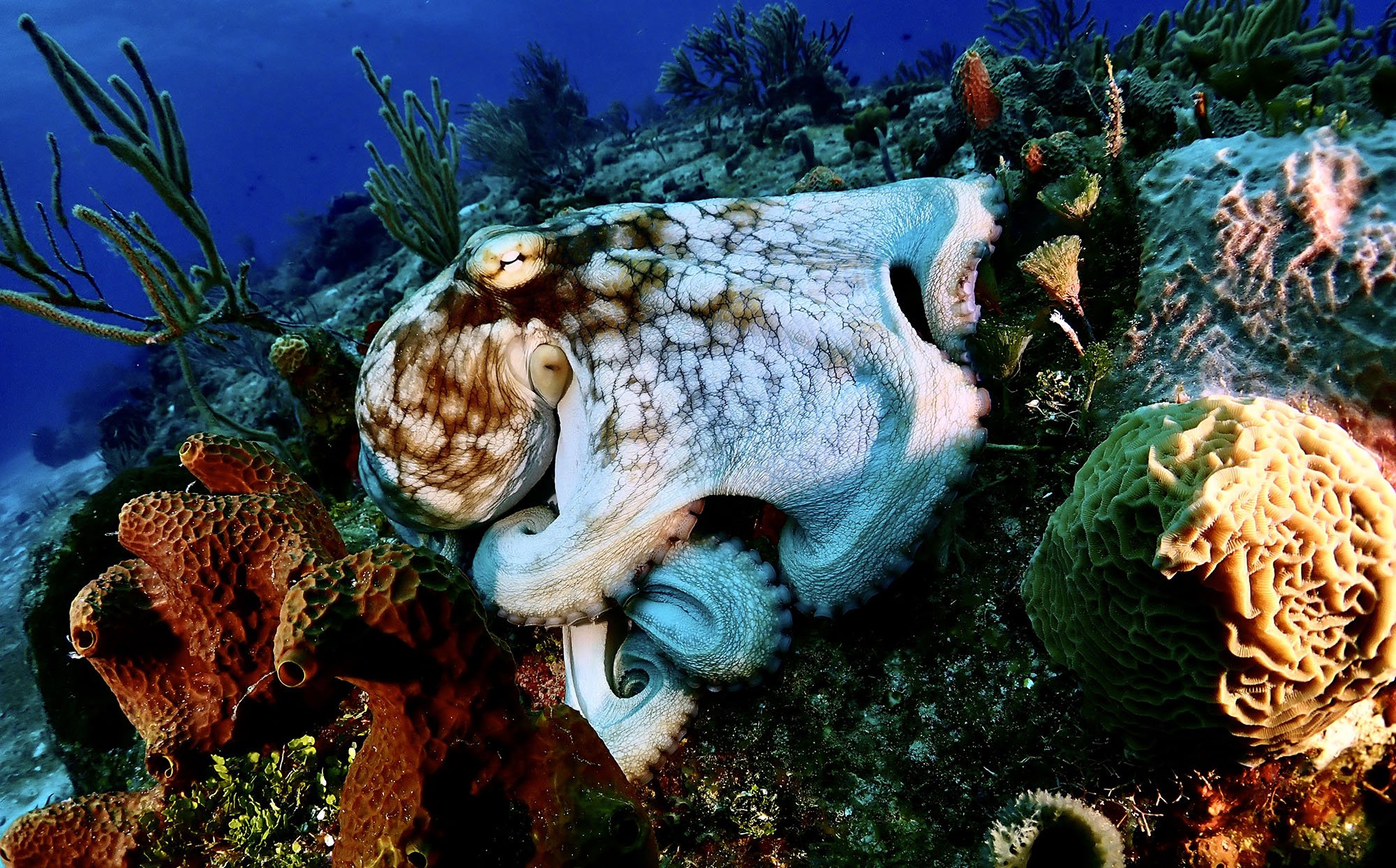 octopus in a Night dive scuba diving tulum