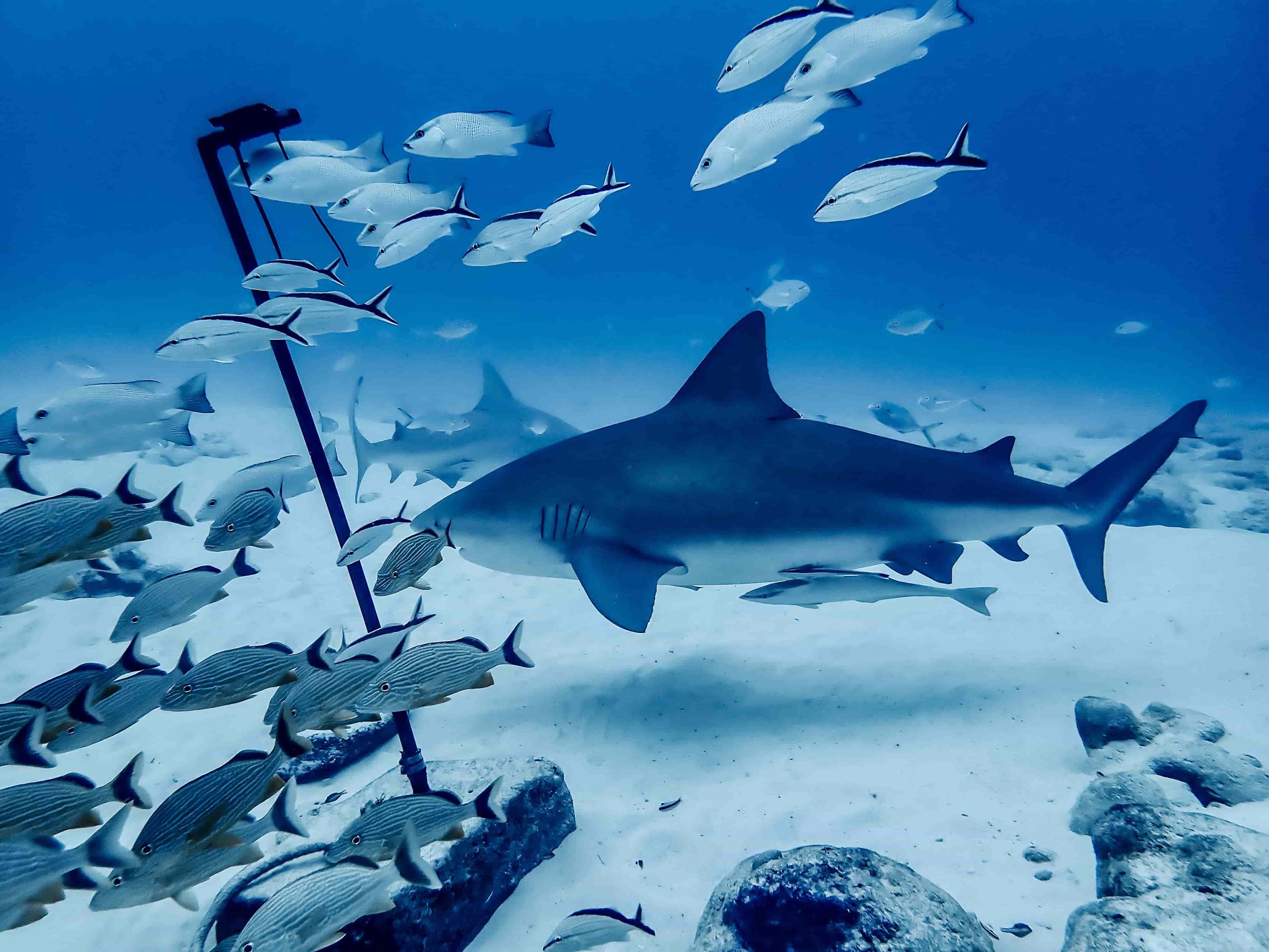 bull shark diving