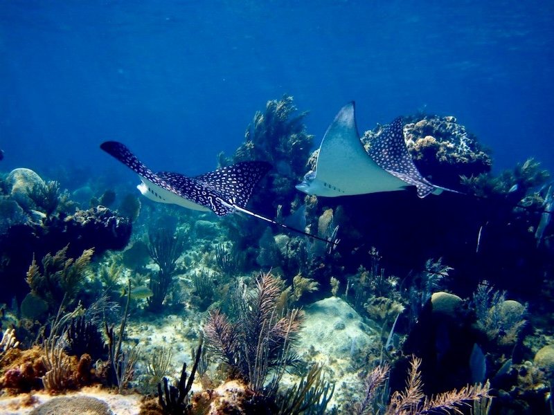 Two eagle rays spotted in a Mesoamerican Barrier reef snorkeling tour, above vibrant corals, perfect for snorkeling in clear blue water.