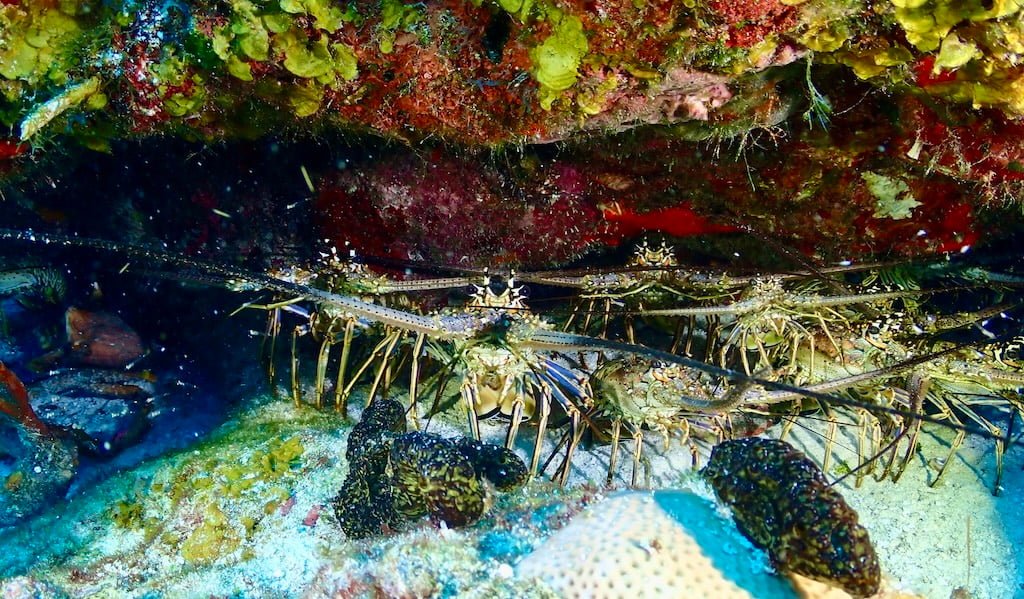 Spiny Lobster spoted in coquitos tulum reef