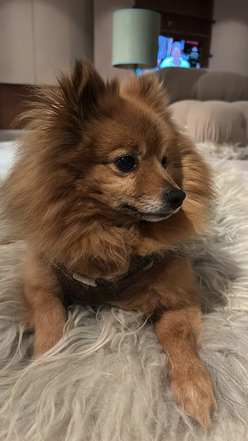Teddy
