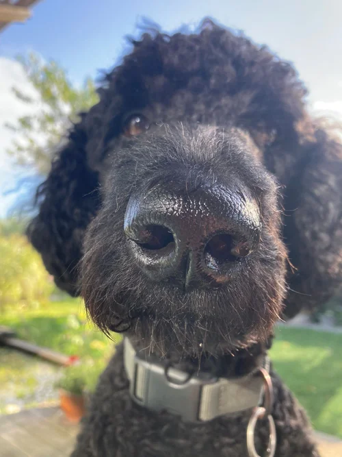 Balou