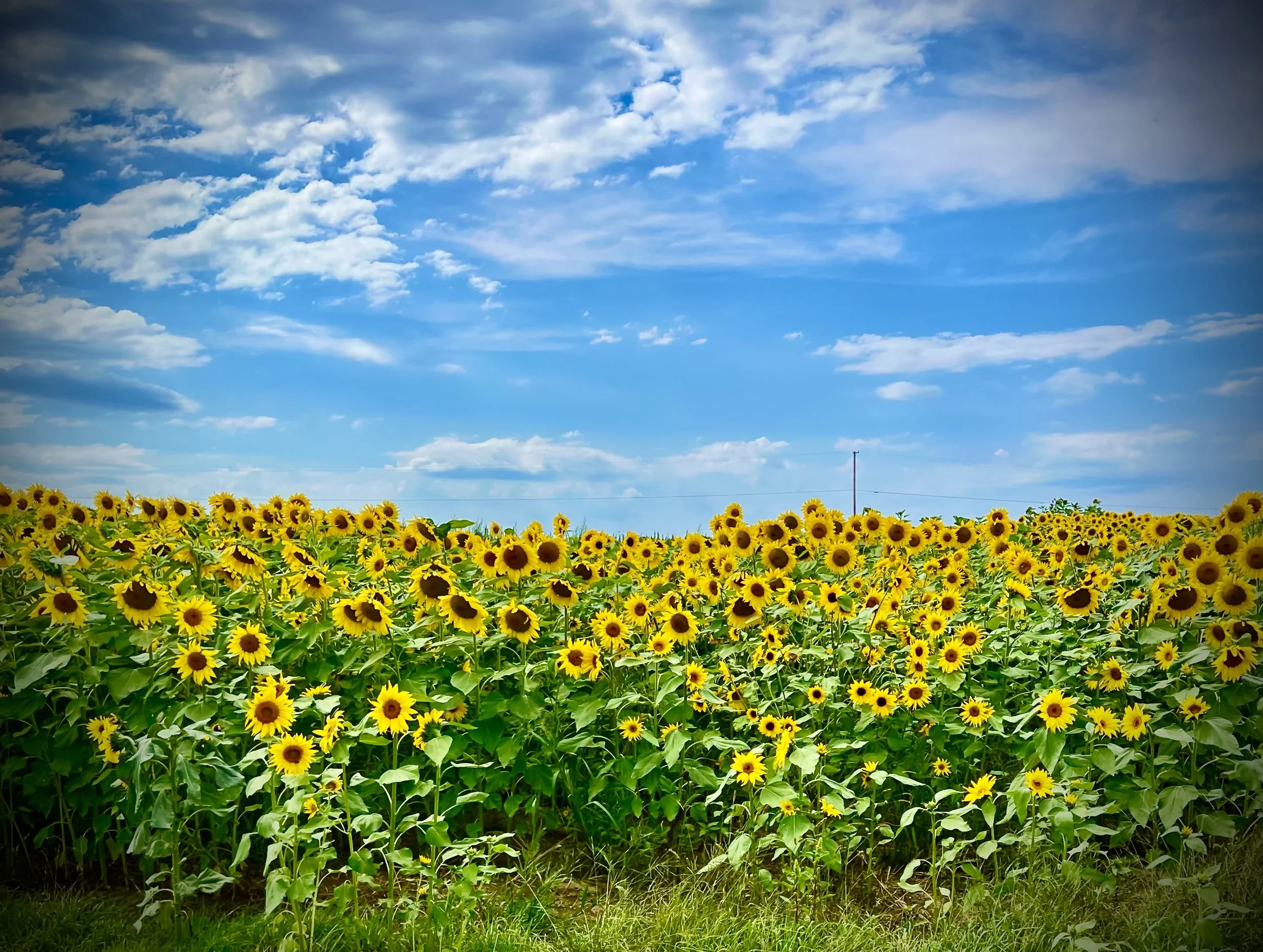 Giving Life to the Finger Lakes Story