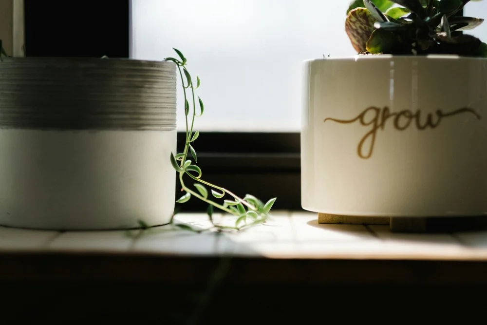 Close-up of ceramic grow plant pot