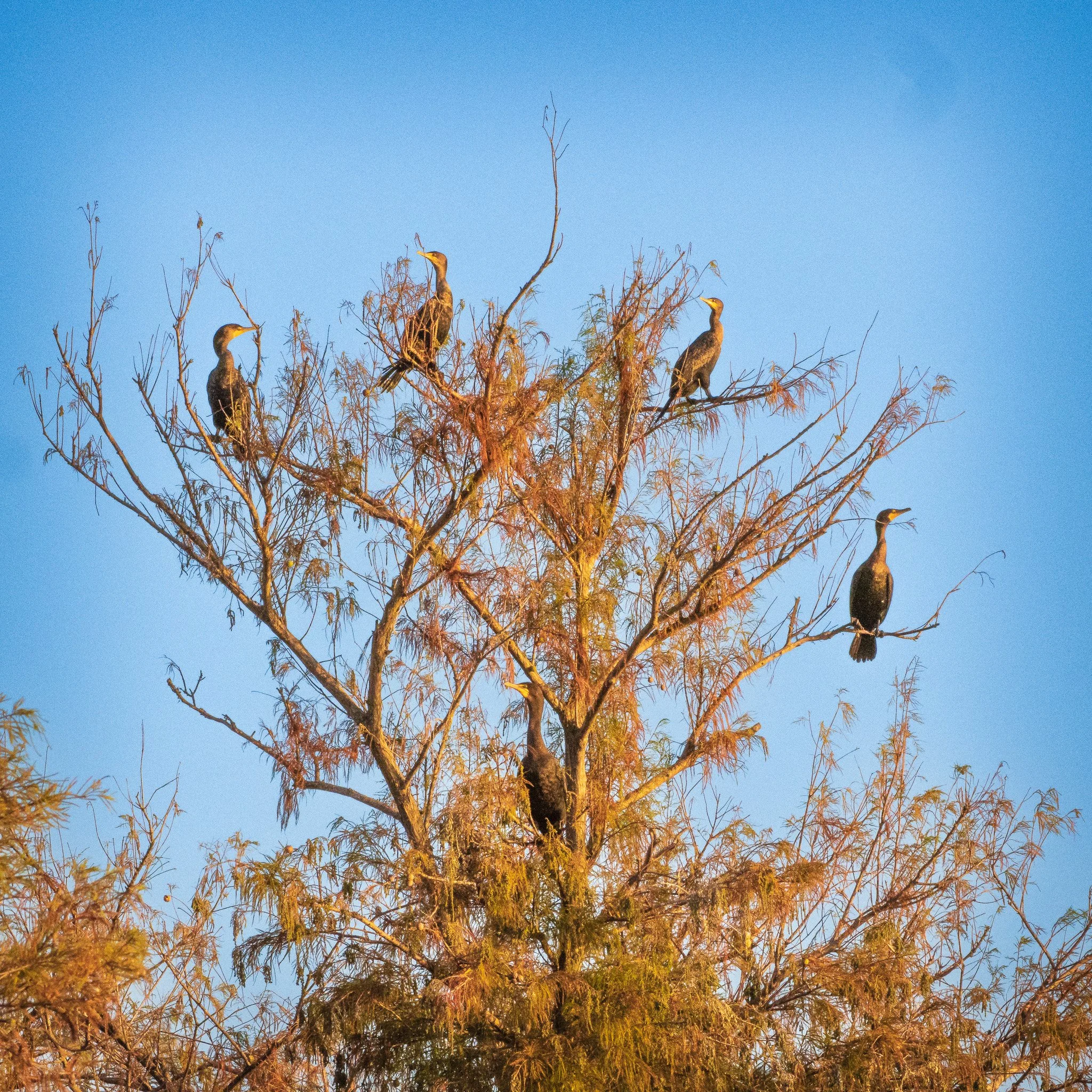 Group of cormorants perched in the upper branches of a golden-lit bald cypress tree against a clear blue sky at Caddo Lake.