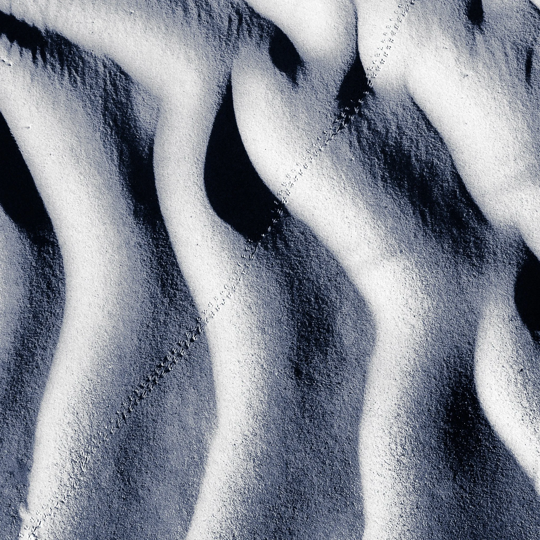 Bird Prints on Mesquite Dunes: Morning Light in Death Valley