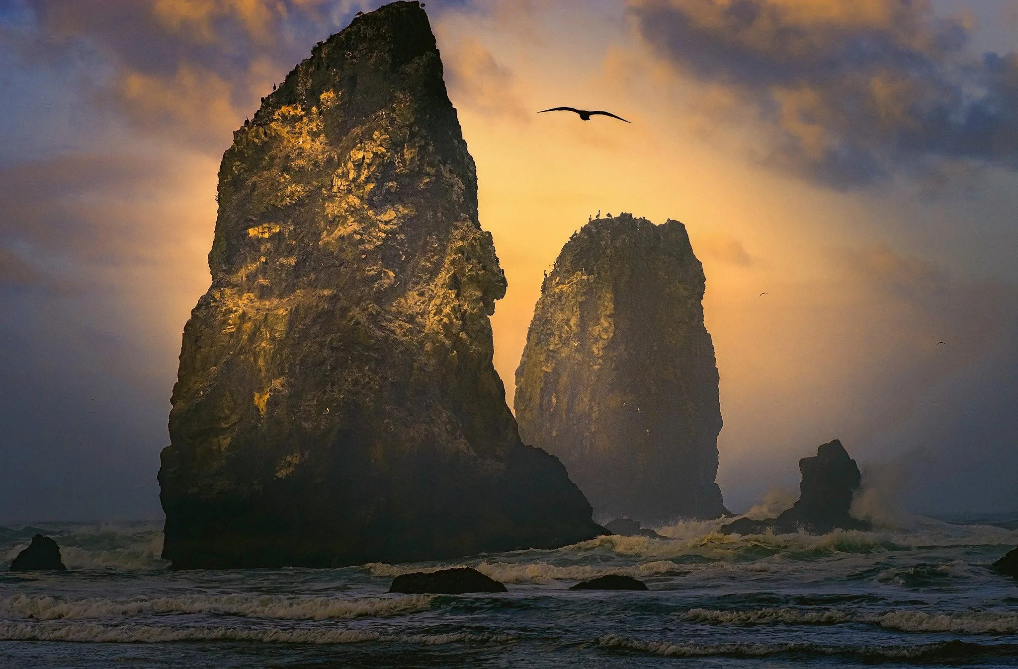 Towering sea stacks off the Oregon coast caught in warm morning light with a silhouette of a seagull flying between them.