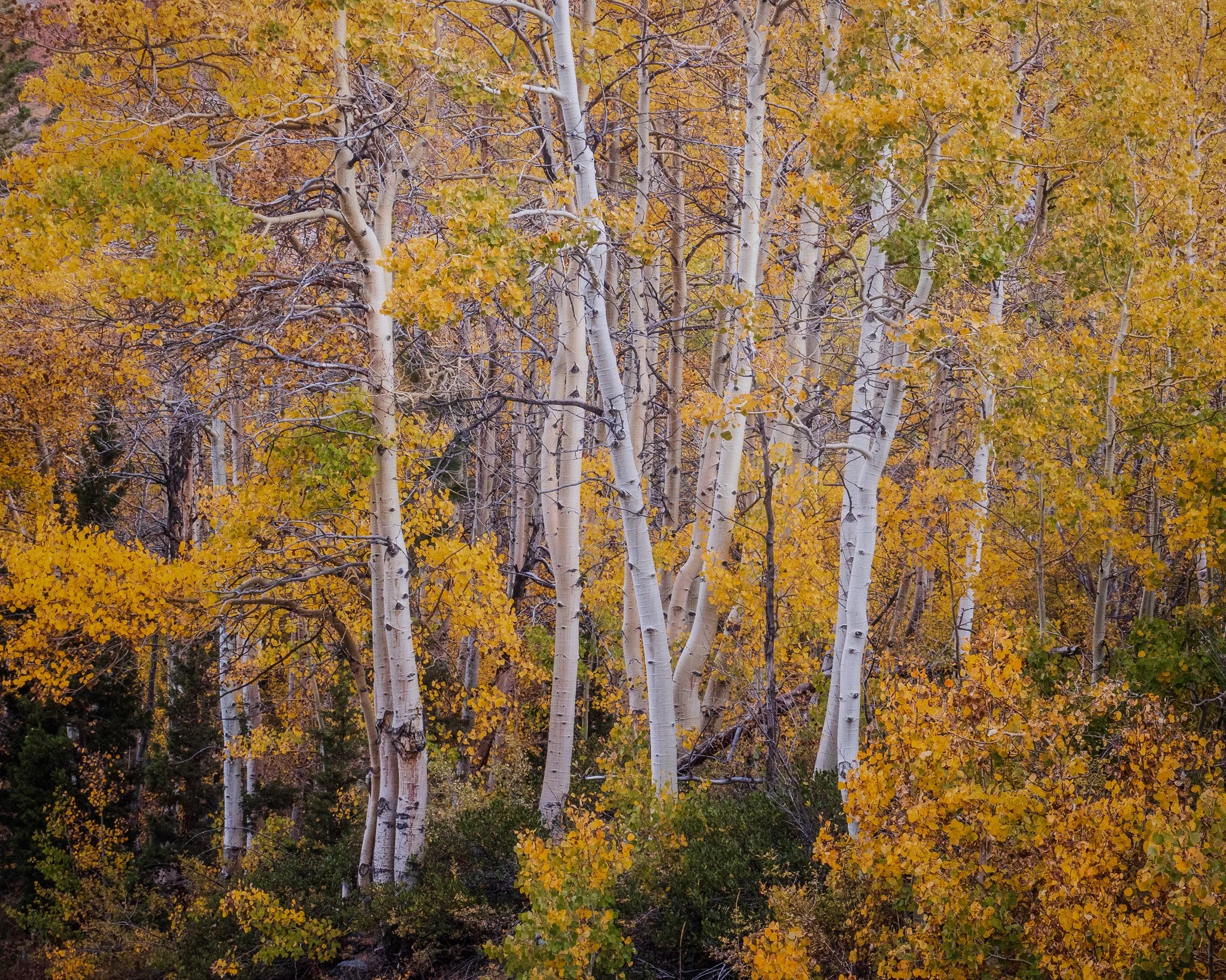 Dense grove of white trunk aspen trees on the June Lake Loop with brilliant yellow autumn leaves filling the frame.