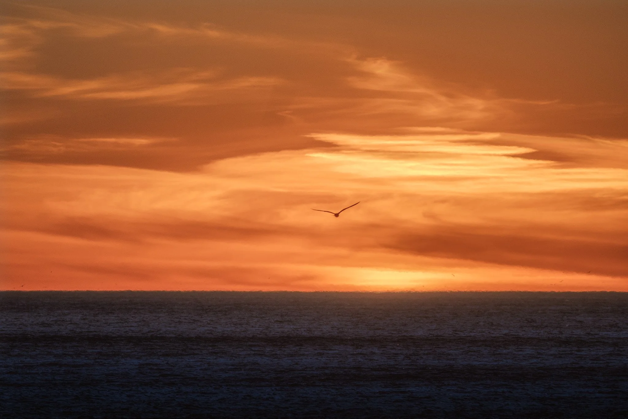 Gaviota Coast Sunset and the Seagull Photobomb