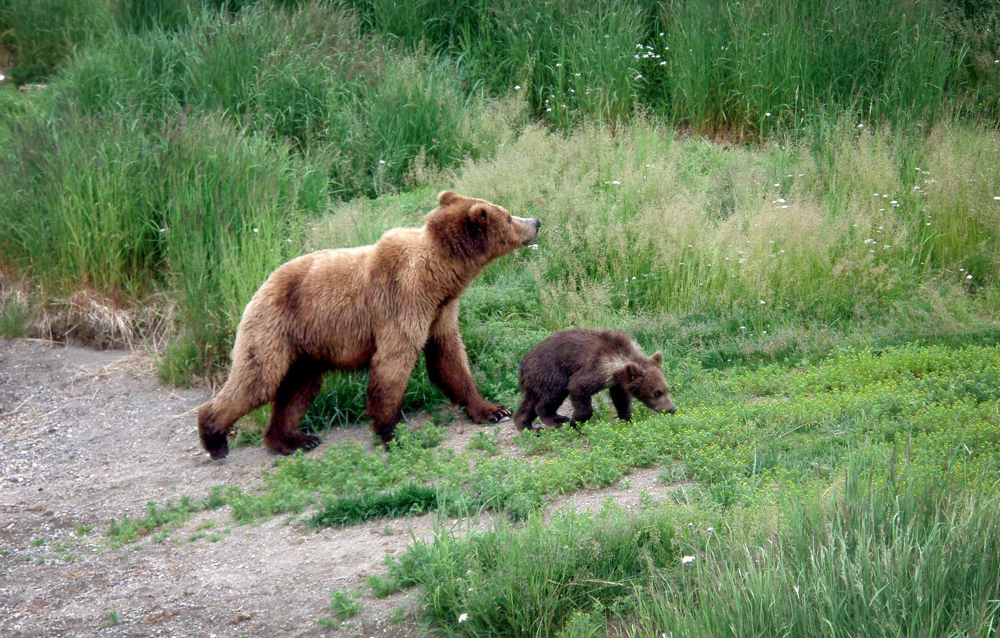 Kodiak Island Grizzly Bear and Cub on the American River