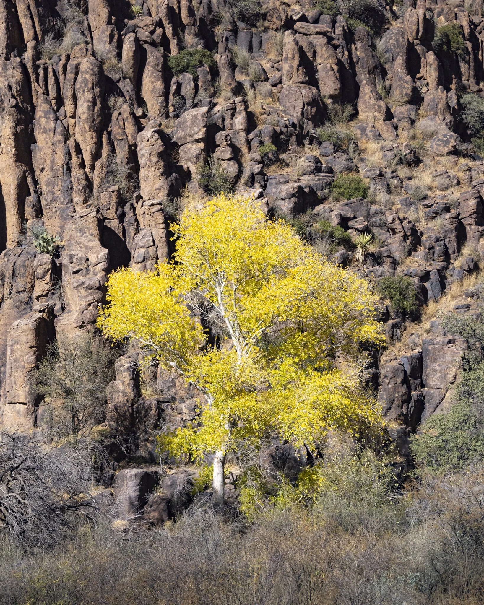 Tree of Light, Stone of Time