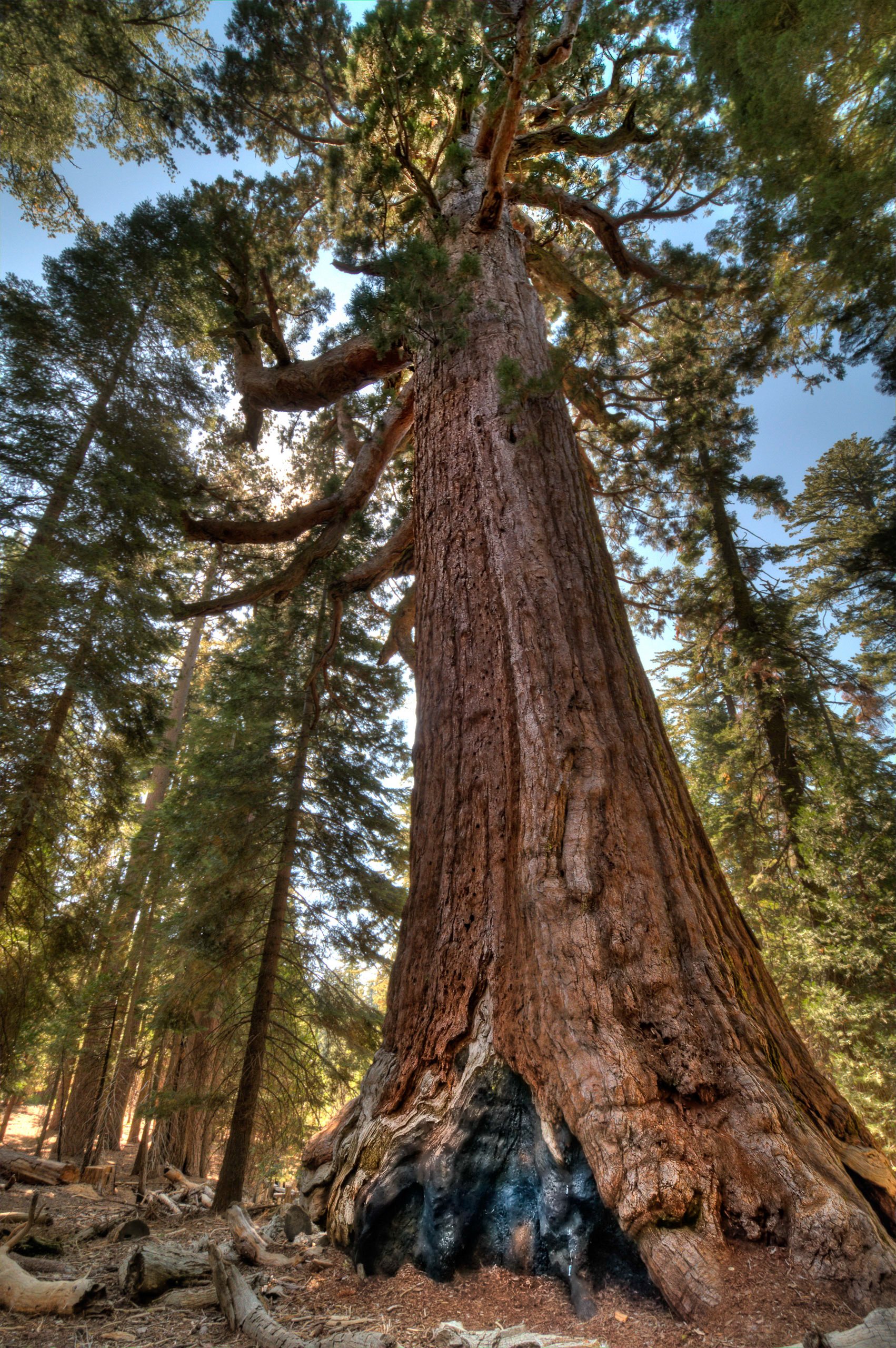 Capturing the Scale of Yosemite’s Grizzly Giant