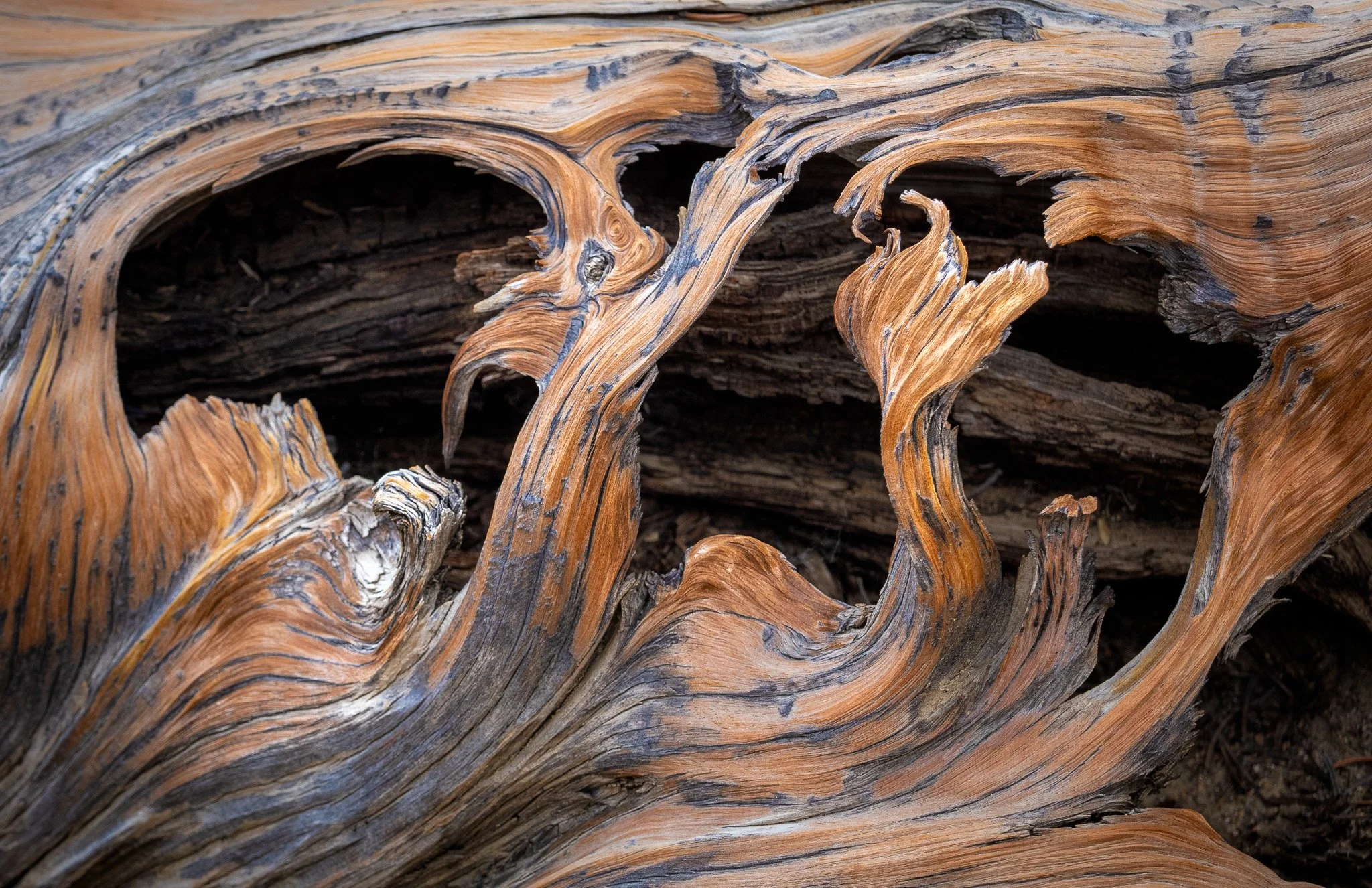 Abstract Bristlecone Pine Textures: Nature's Intricate Sculptures