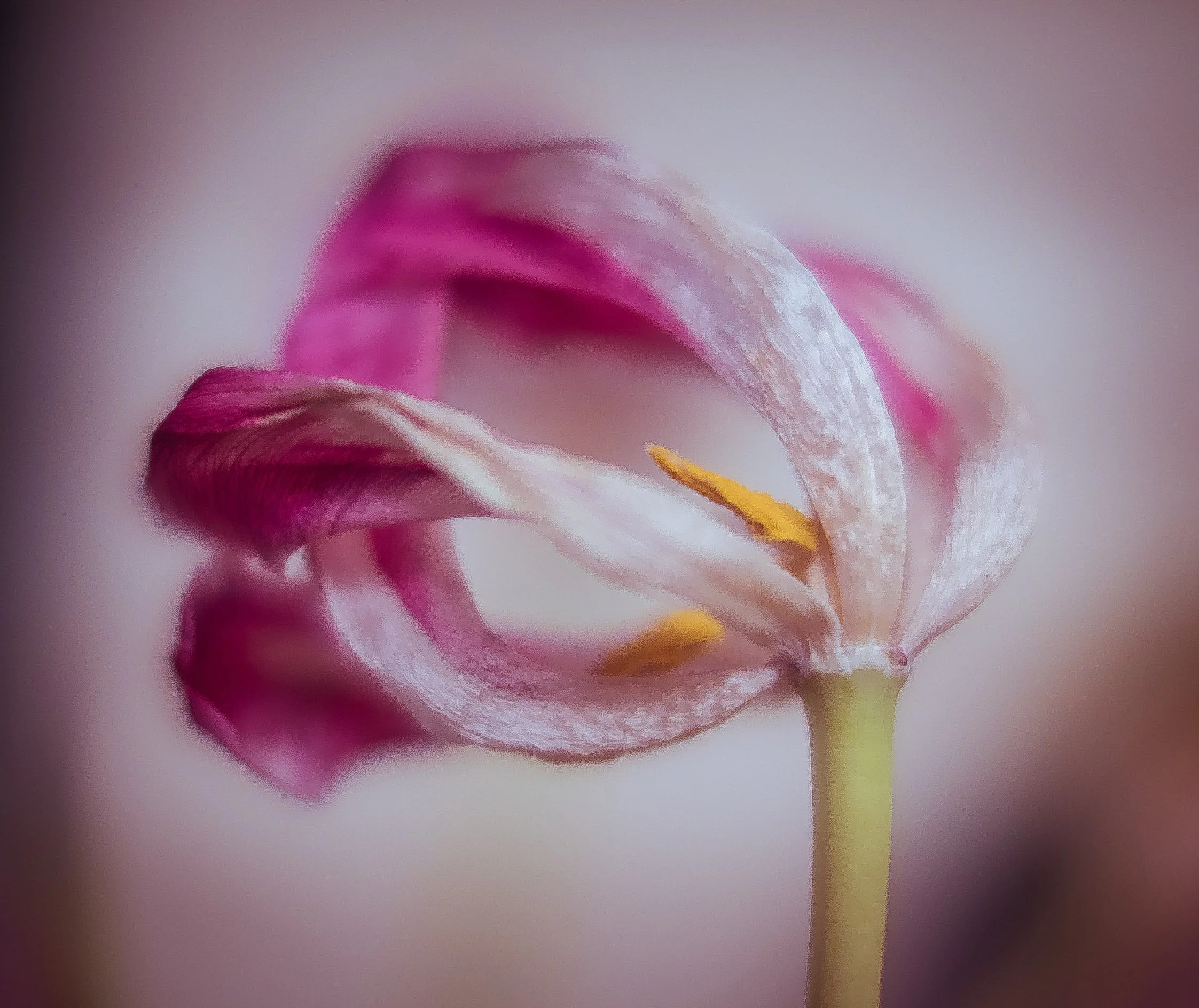 The Dramatic Beauty of a Tulip Past Its’ Prime