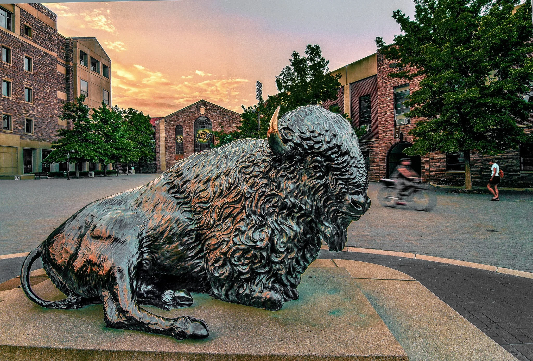 Bronze sculpture of Ralphie the Buffalo, University of Colorado mascot.
