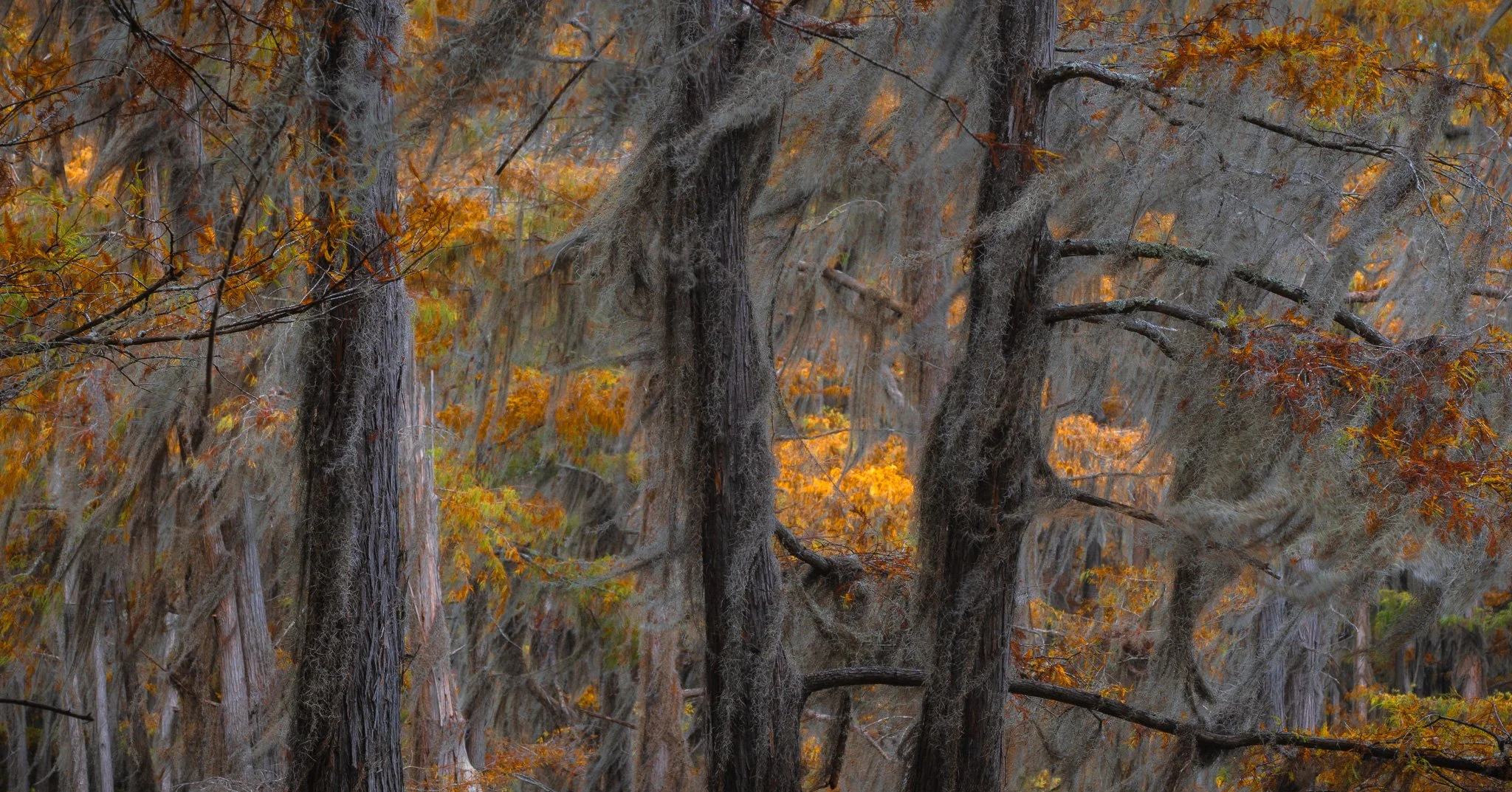 bald cypress fall foliage and waving Spanish moss abstract