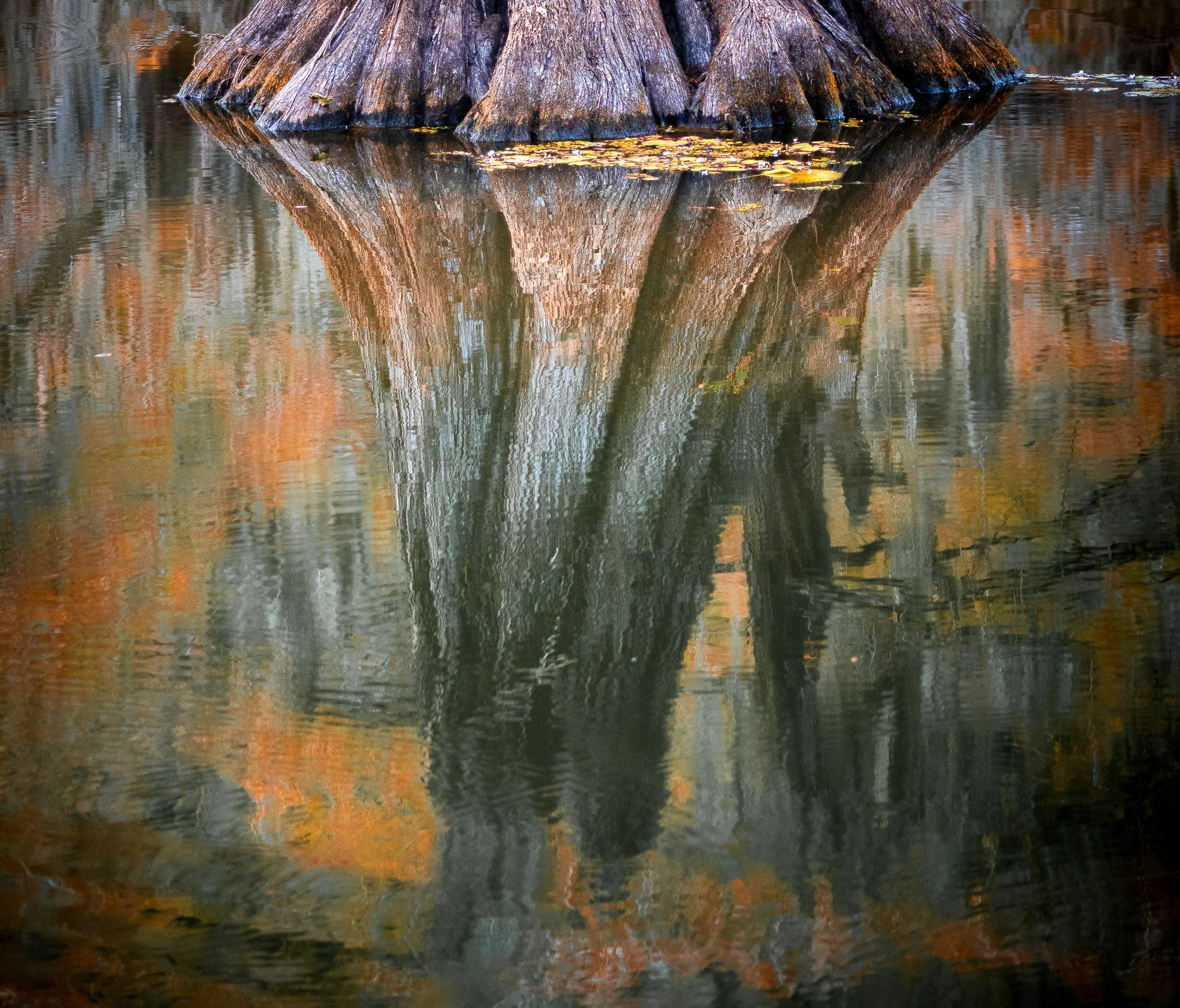 Caddo Lake Bald Cypress Reflection Photography