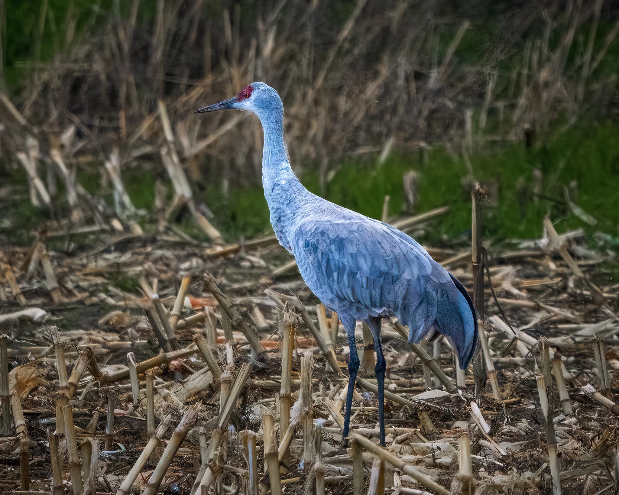 A Sandhill Crane stands in profile among dry stubble at Merced National Wildlife Refuge in California.