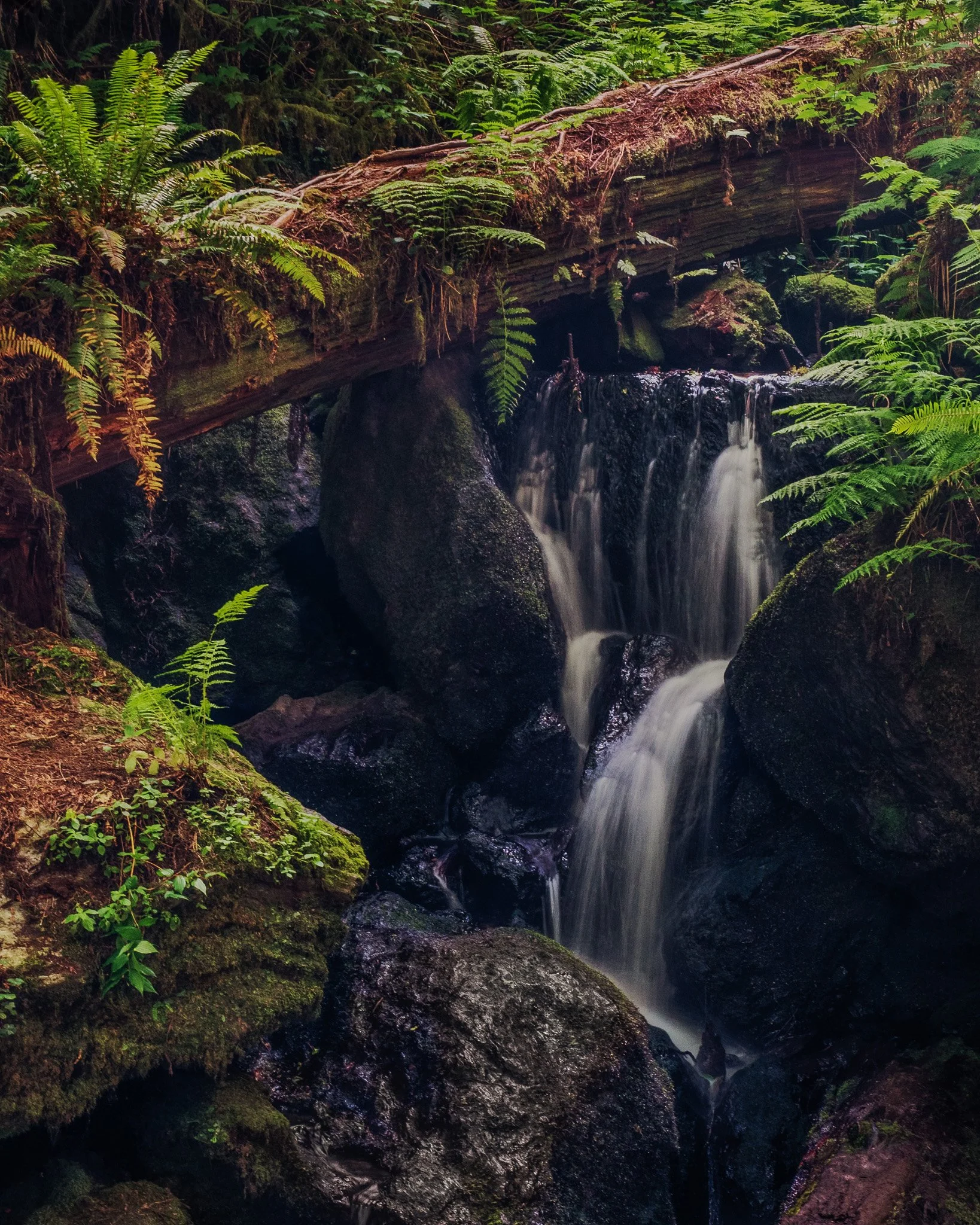 A moss-covered waterfall cascades over dark rocks in a northern California redwood forest, framed by a fallen log and lush green ferns.