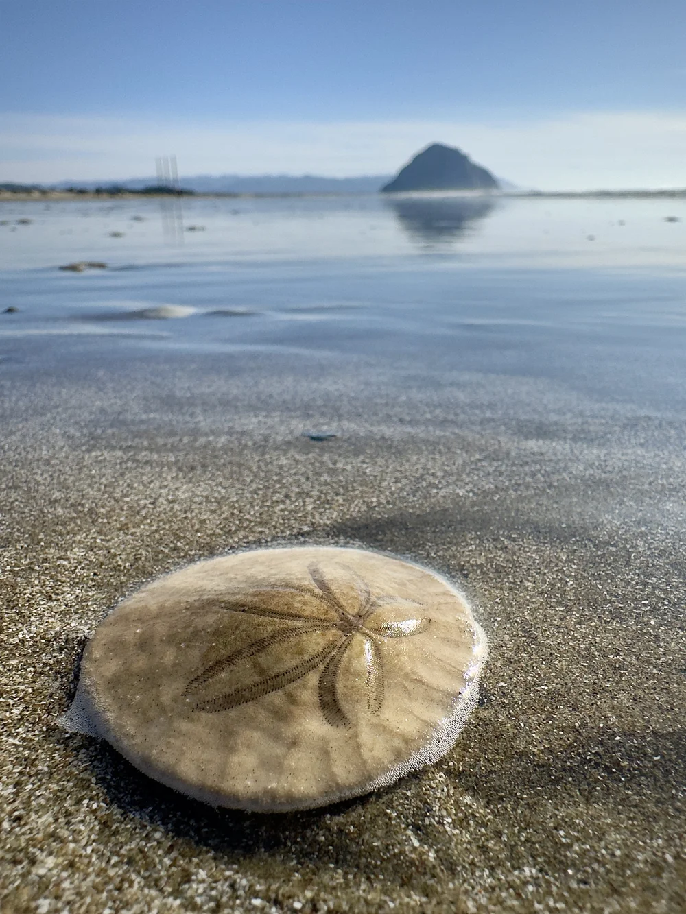 Sand Dollar