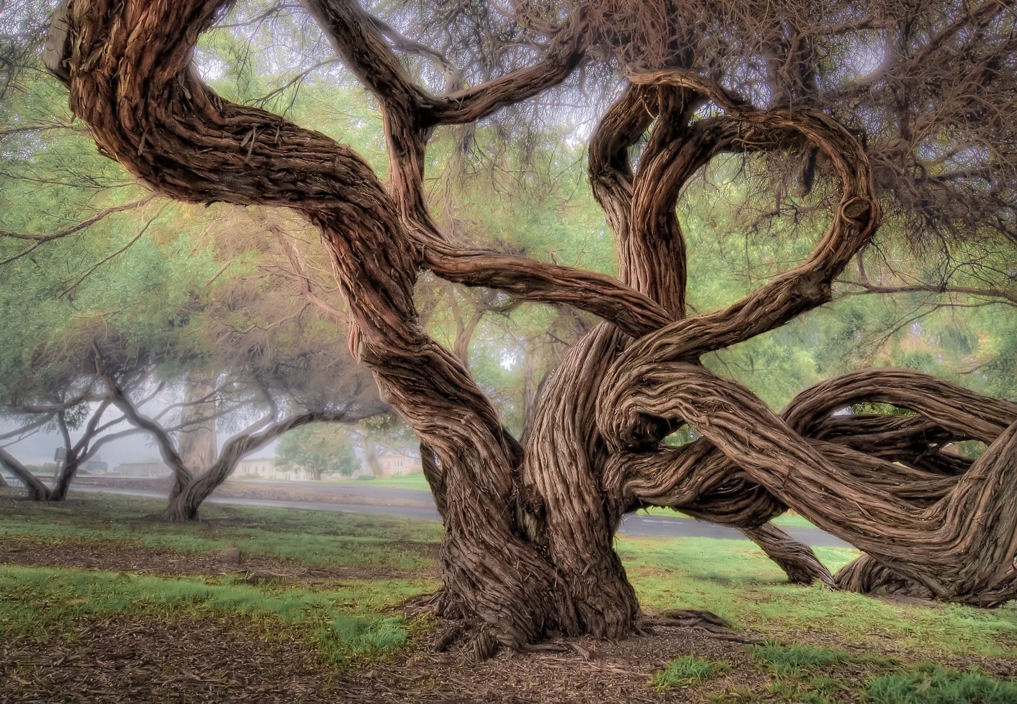 The Twisted Trees of Fort Mason