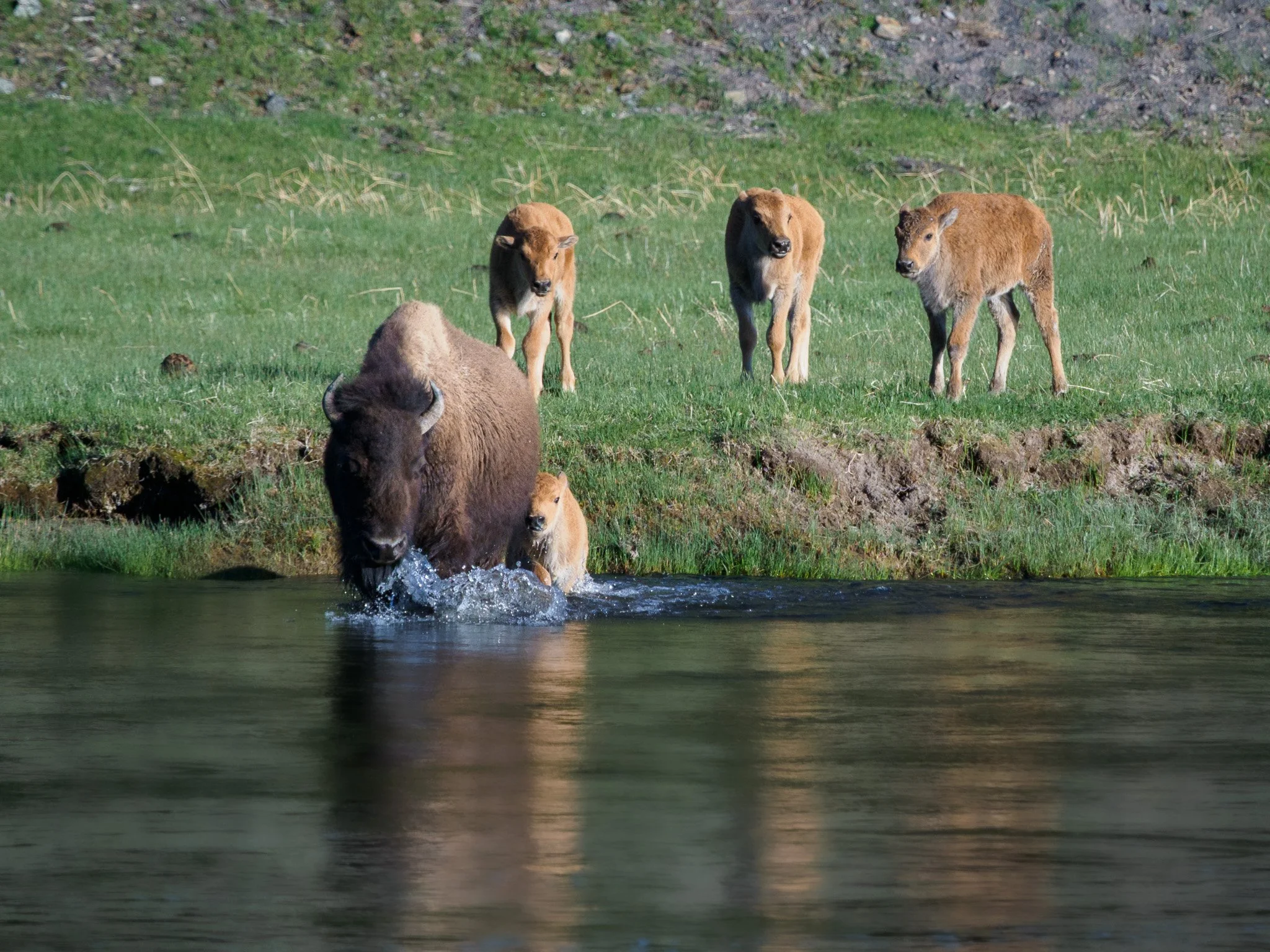 A mother bison shields her small calf while wading through the Firehole River as three other calves watch from the grassy bank.