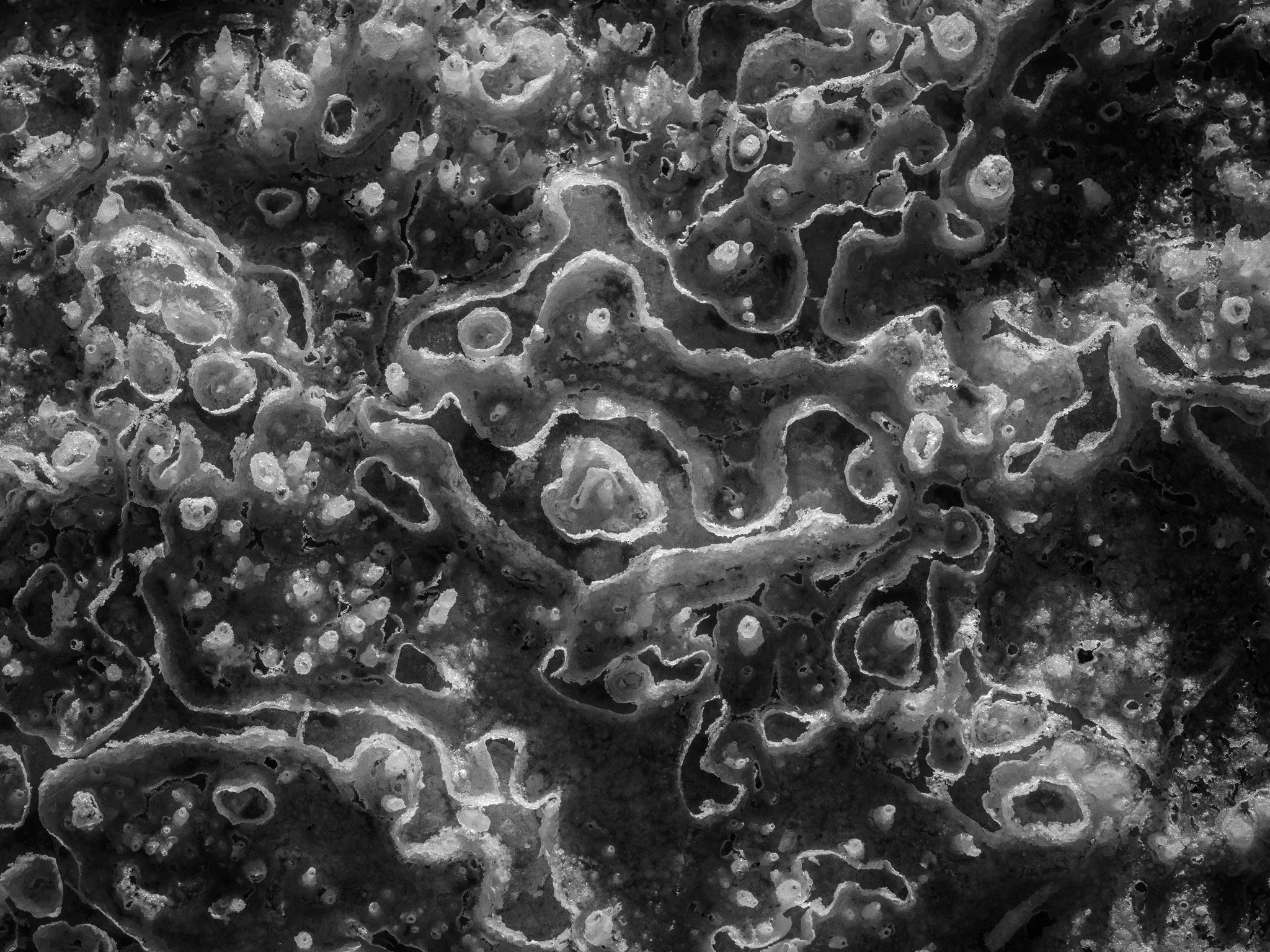 Monochrome abstract close-up of intricate, fragile salt crust formations and ridges in Death Valley's Cottonball Basin.