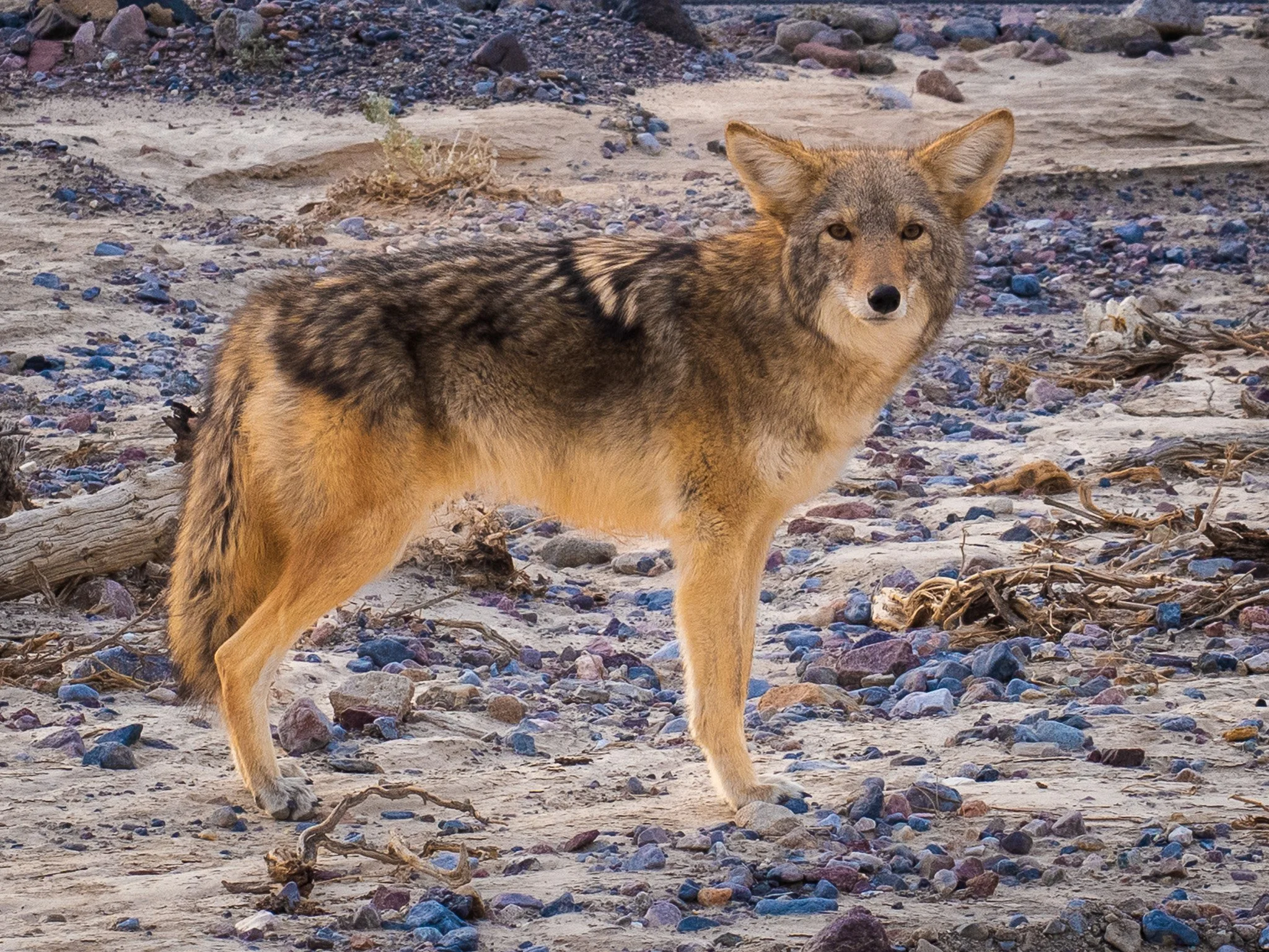 Desert Survivor: Meeting a Death Valley Coyote