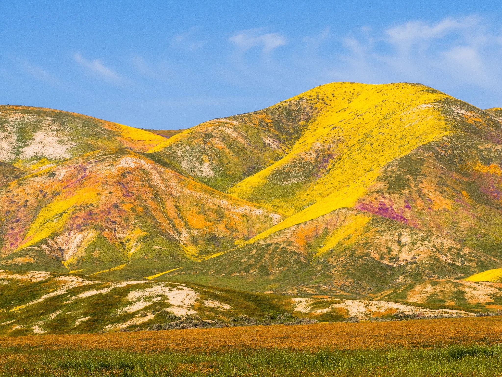 Wildflower Carpets of Carrizo Plain Superbloom